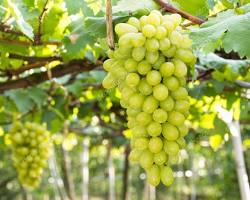 VIÑEDOS Y BODEGAS ARTESANALES